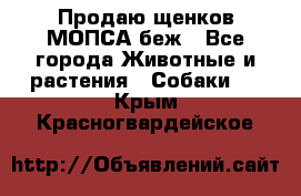 Продаю щенков МОПСА беж - Все города Животные и растения » Собаки   . Крым,Красногвардейское